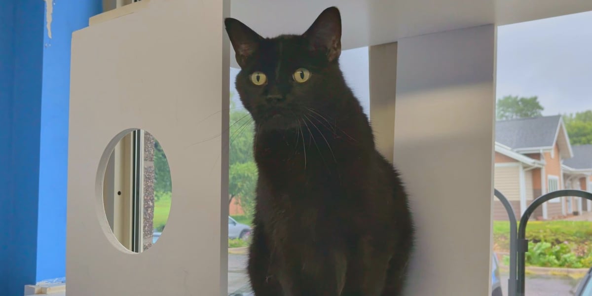 Pick of the Litter: Señor Thunder