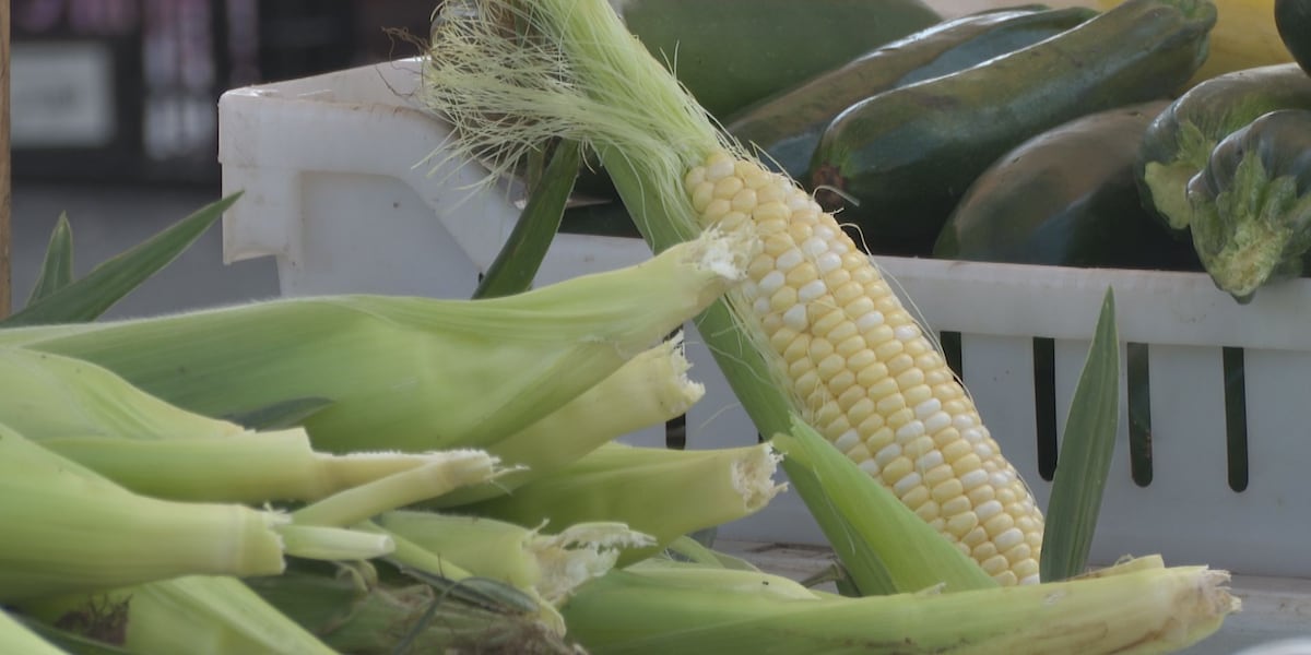 Summer market crops at their peak, fall crops on the way