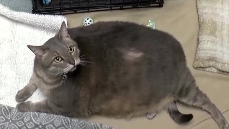 A morbidly obese cat wandering the streets of Richmond was rescued by Richmond Animal Care and...