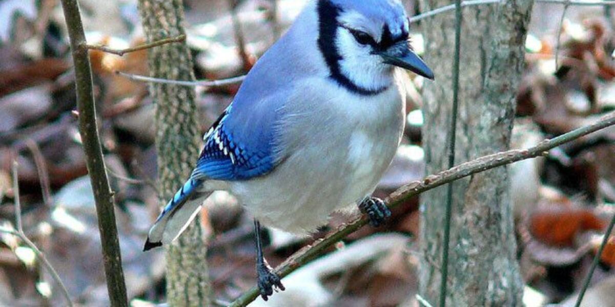 DNR hosts naturalist bird program for aspiring explorers