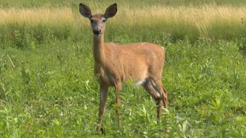 Deer