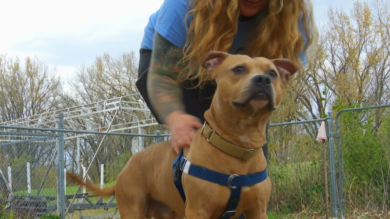 Be the Shaggy to this Scooby