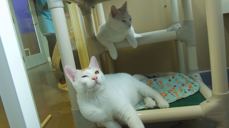 Sibling kitties up for adoption