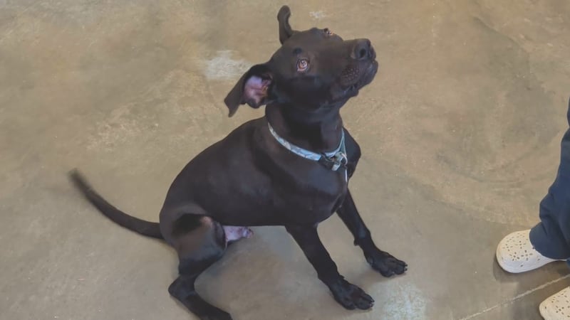 Derek, a dog available for adoption at BENCHS in Mankato, Minn.