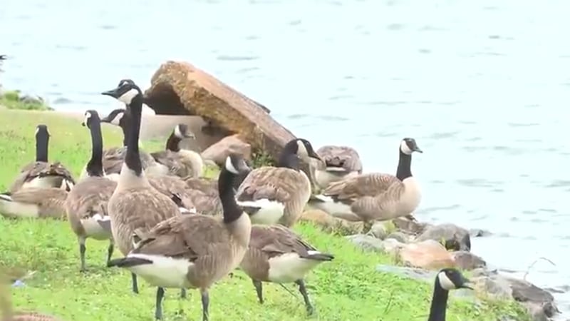 An HOA board in Madison voted this week to euthanize hundreds of geese living in the Edgewater...