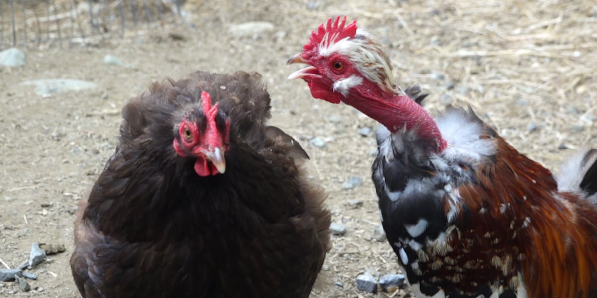City of Mankato approves amendment to allow backyard chickens