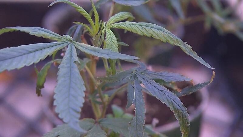 A cannabis plant