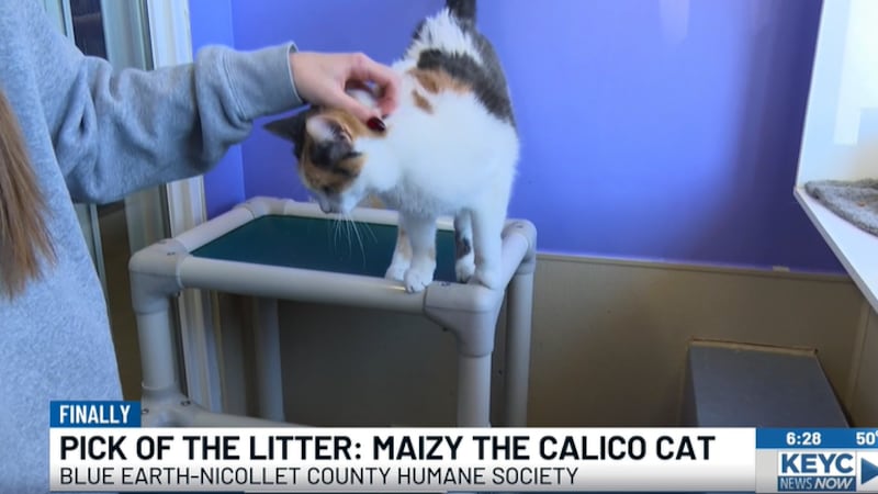 Pick of the Litter: Maizy