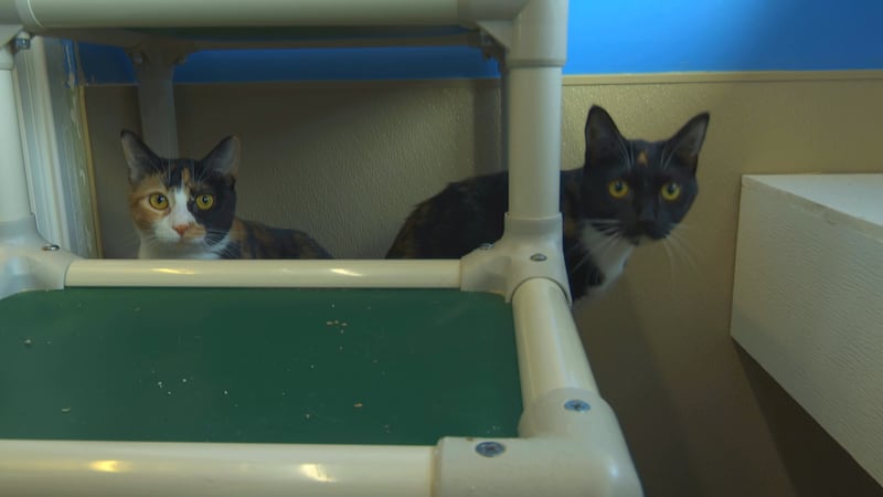 Sister kitties ready for adoption