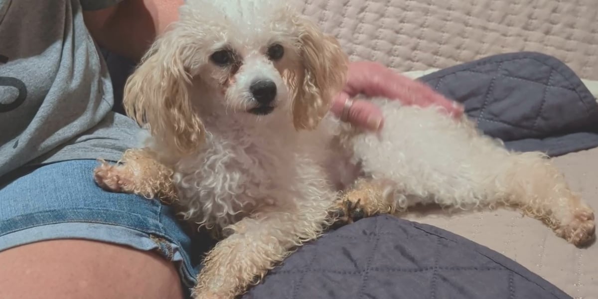 Pick of the Litter: Lulu