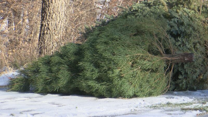 Real Christmas trees can be dropped off at the Compost & Brush Site at 600 Webster Avenue...