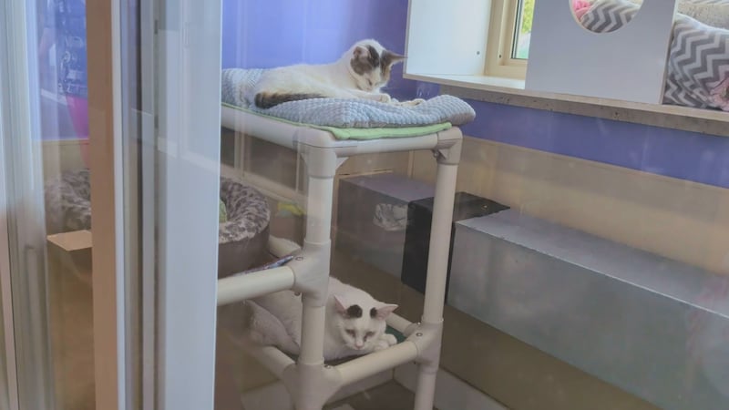 Mildred and Gertrude, two cats available for adoption at BENCHS in Mankato, Minn.