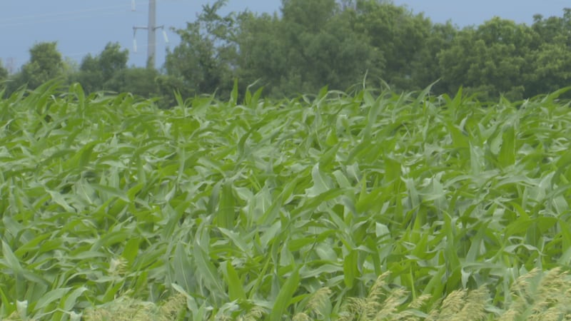 A field outside of Mankato on Wednesday, June. 17, 2026.