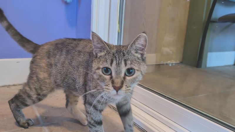 Cannoli, an adoptable cat at BENCHS in Mankato, Minn.