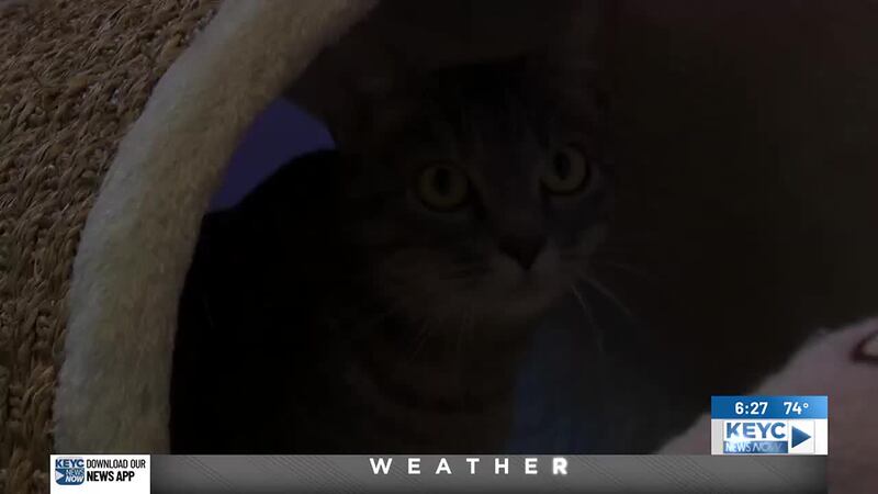 Check out this quiet and shy kitty named Caroline